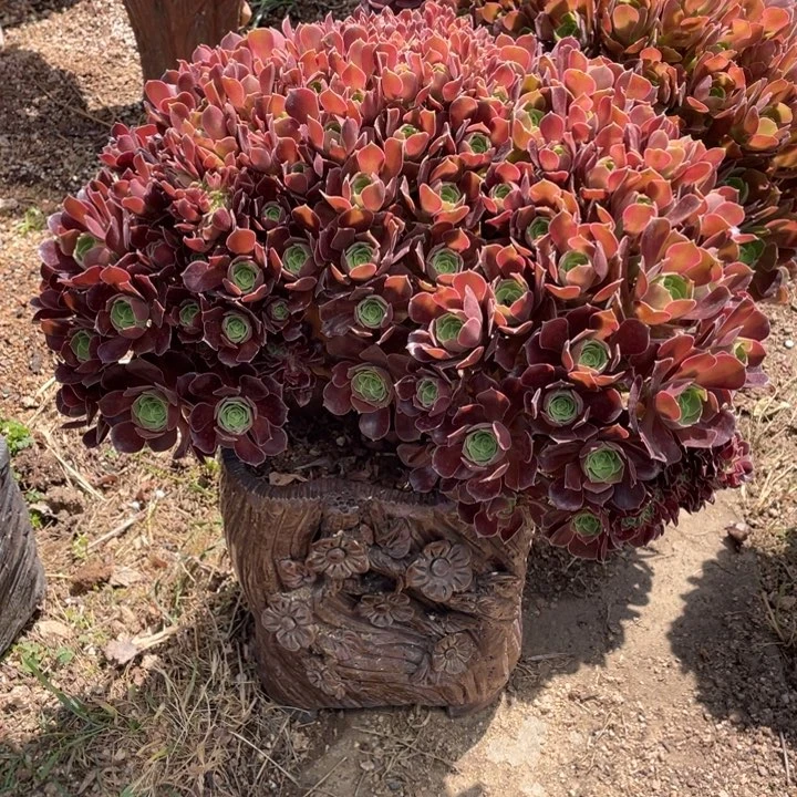 多肉植物的生长发育13