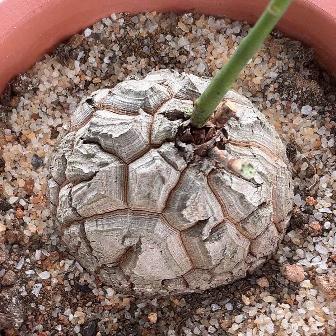 潮流植物椭圆龟，潜力股