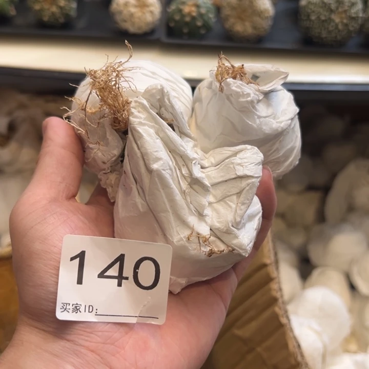 乌***雪兜星球仙人球140号球