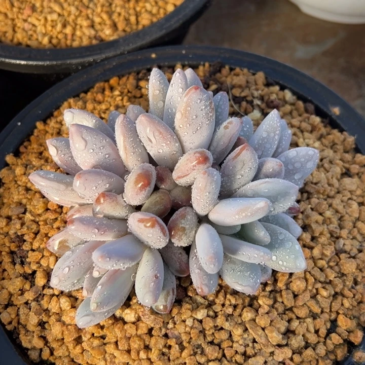 橙龙 群生 多肉植物