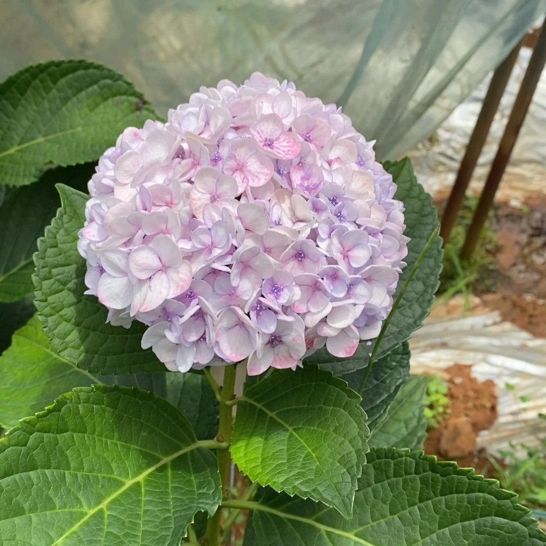 83号绣球/有色差介意勿拍/3单冷链包邮/偏远补运费发德邦