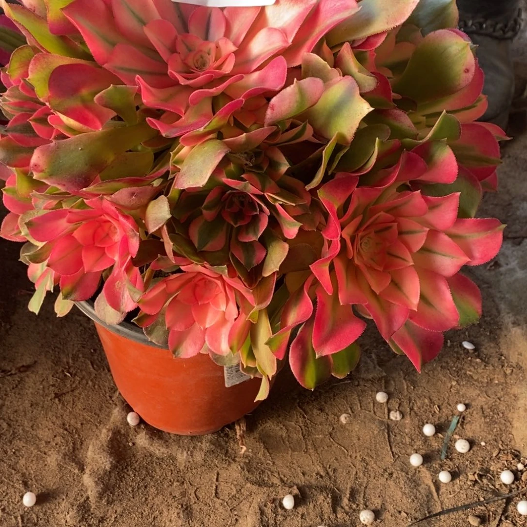 香妃多肉1颗多肉10113号