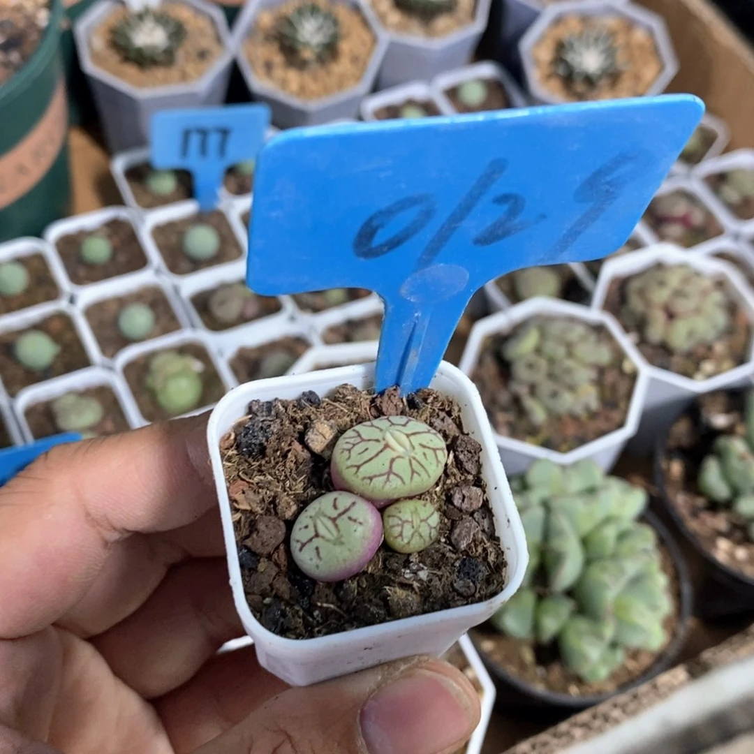 清姬多肉植物一个