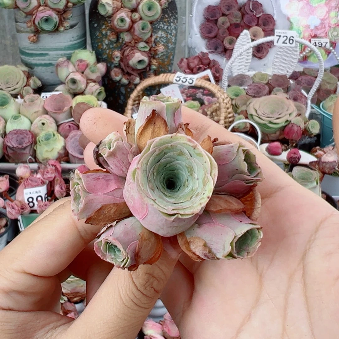 782桃杂群。