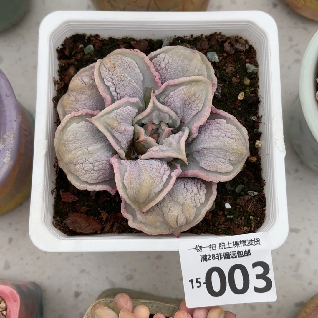 留财饺子皮单头多肉多肉