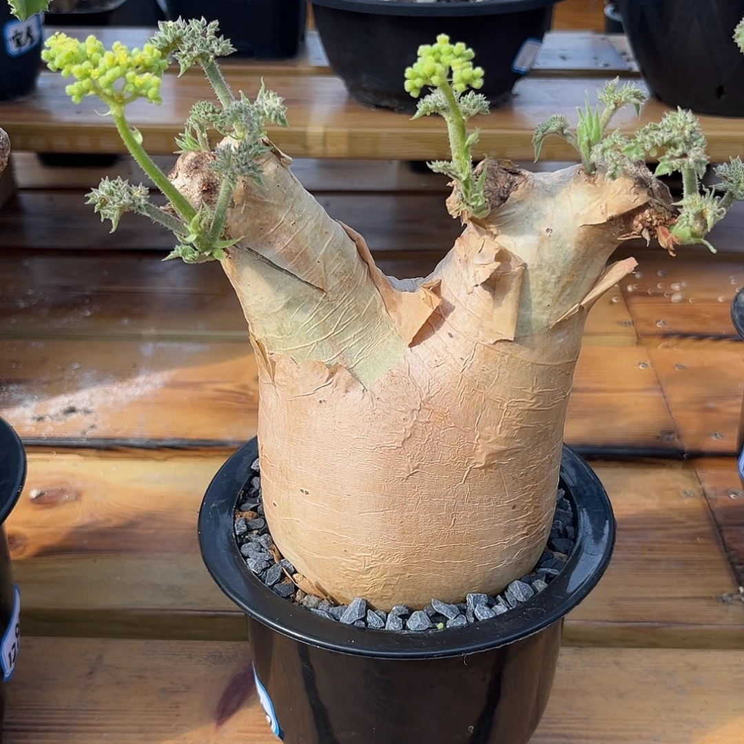 @***J汤圆植物安哥拉葡萄翁1