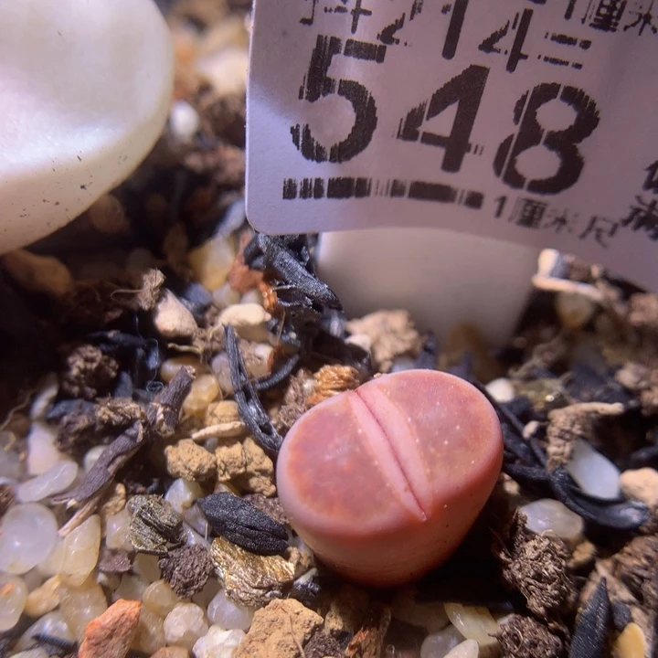 精品生石花214.548星空