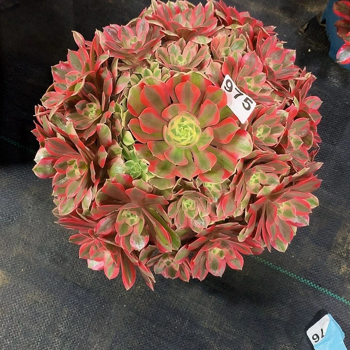 法师女妖975000000