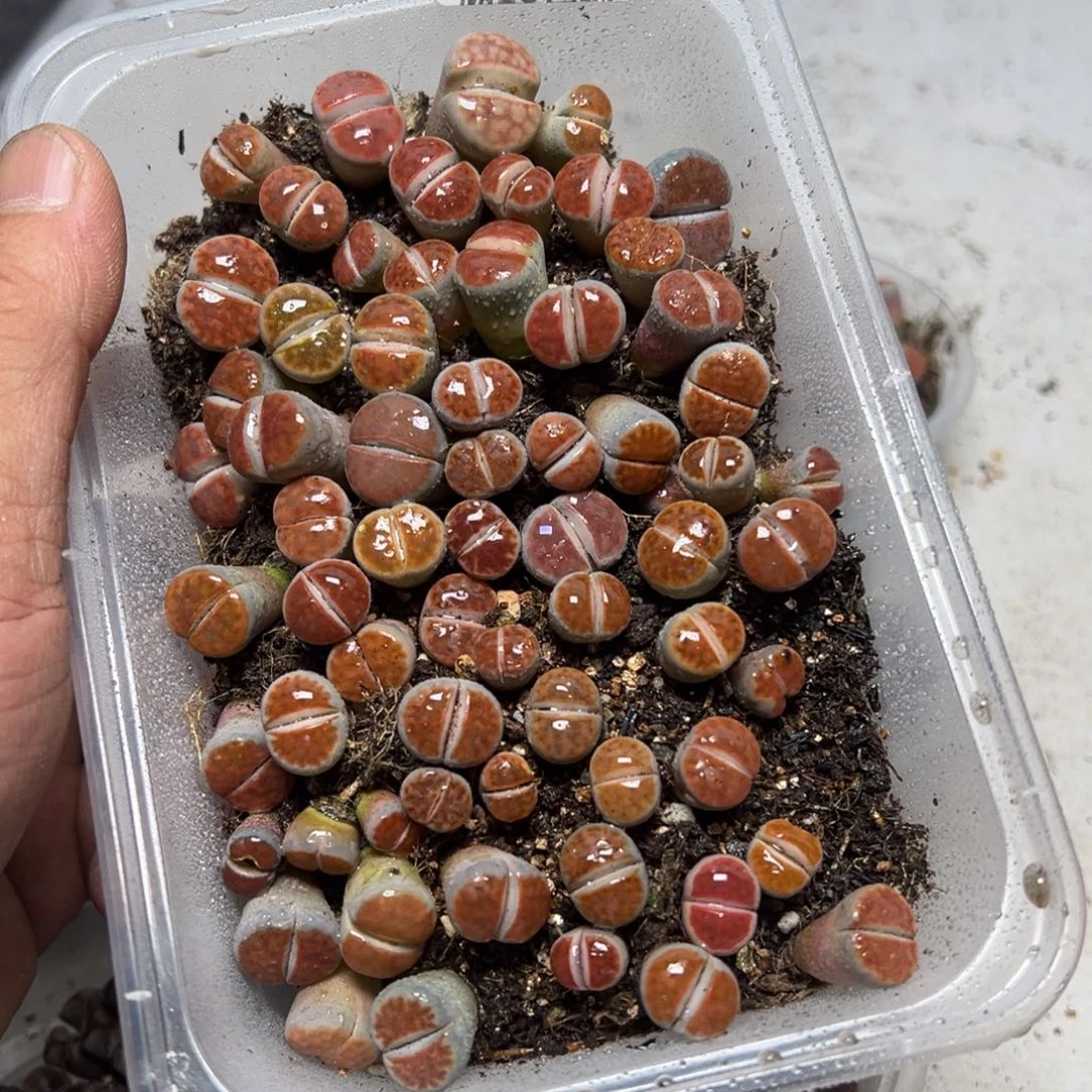 【闪购商品】J***花 349。