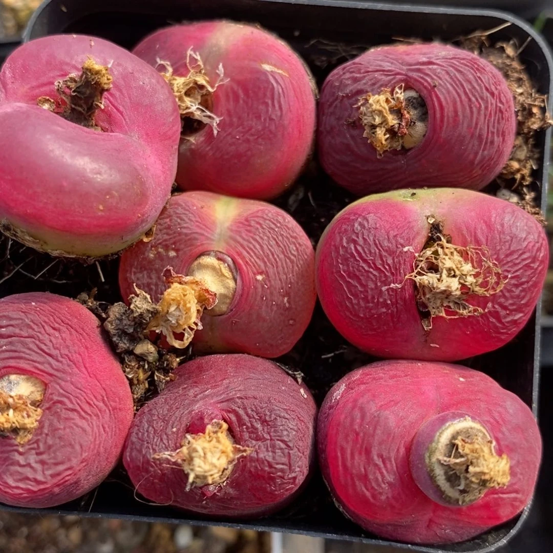 920红蟠桃一组一组