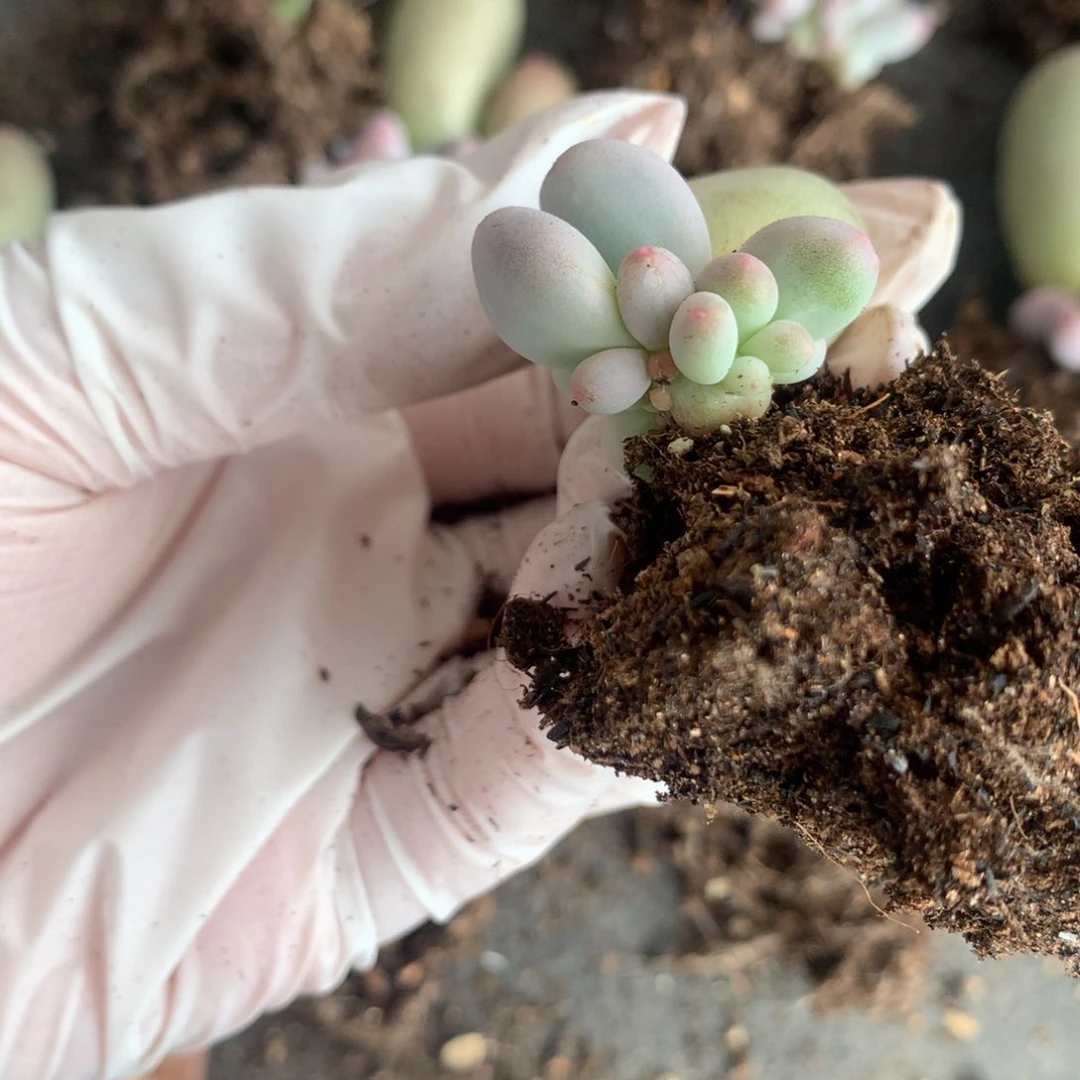 米可奶酪多肉小树米可奶