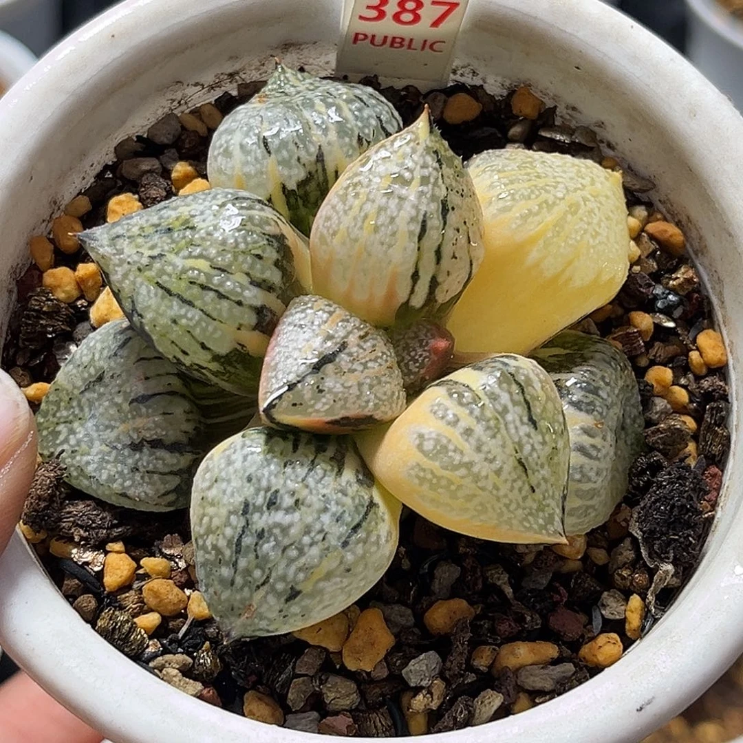 387实生丸叶白银寿锦福利福利