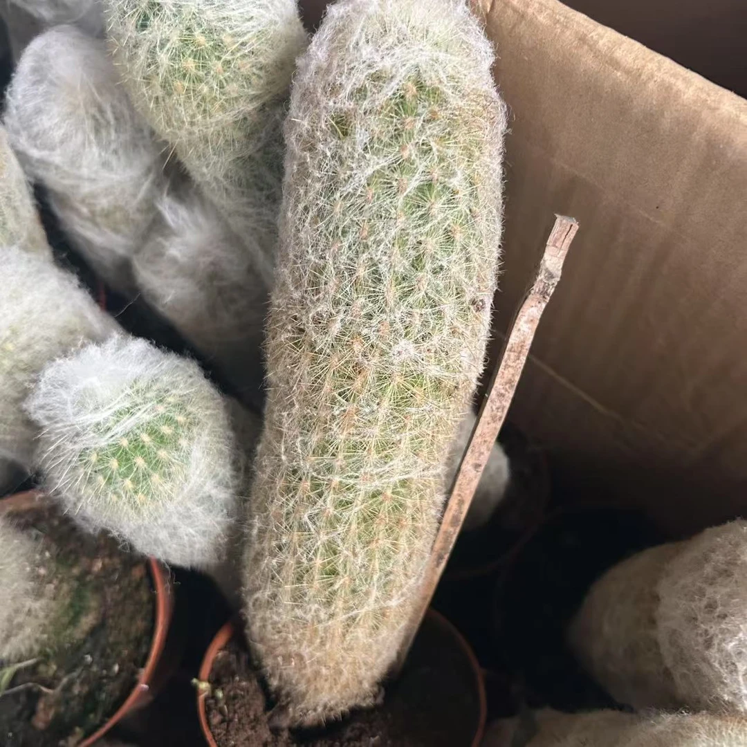 老乐柱  仙人球夏型种绿植盆栽桌面阳台办公室摆件