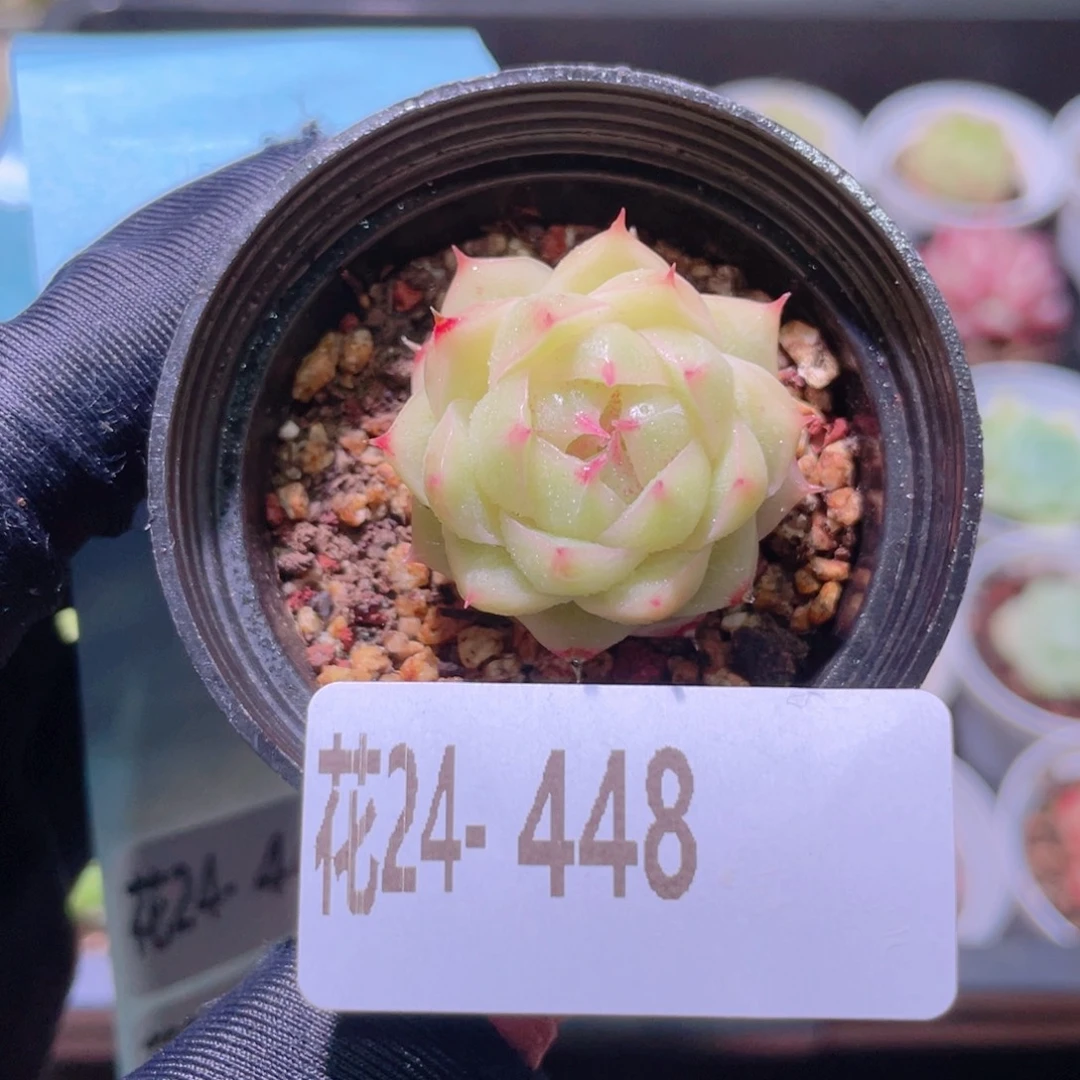 花利美24-448麦秆