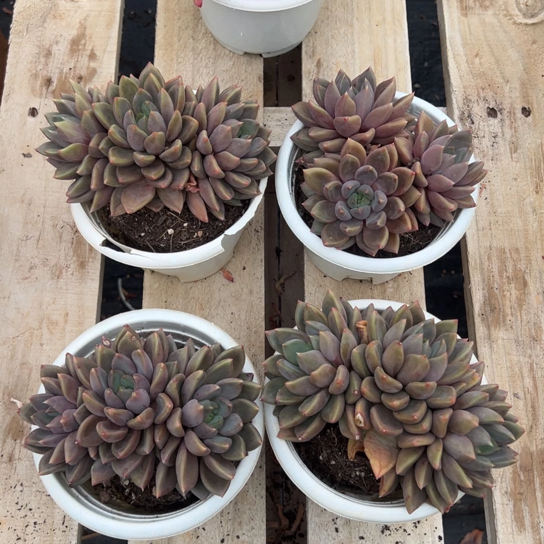 红象牙，图中任意一颗，尺寸13+