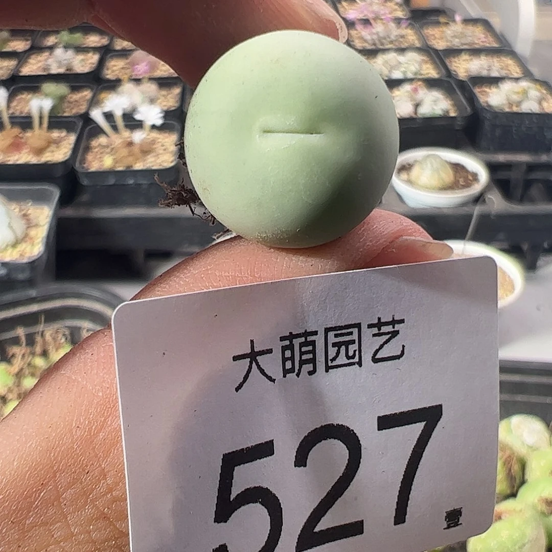 一物一拍。      527