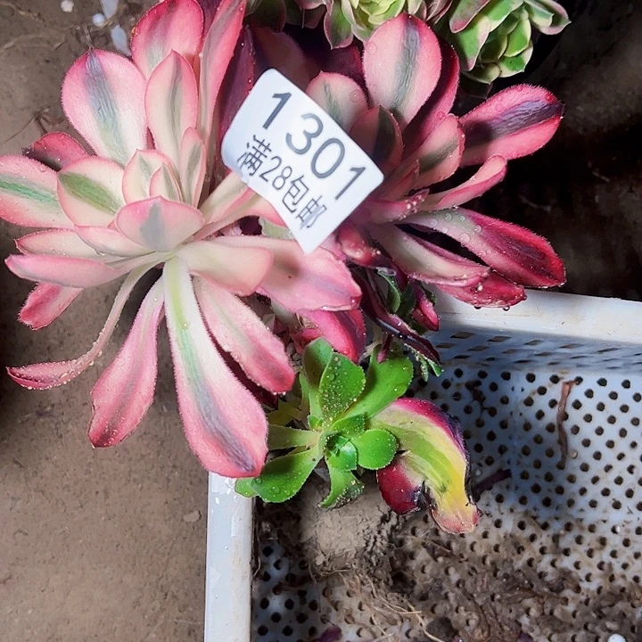 福袋多肉植物1301 多肉植物法师法师法师