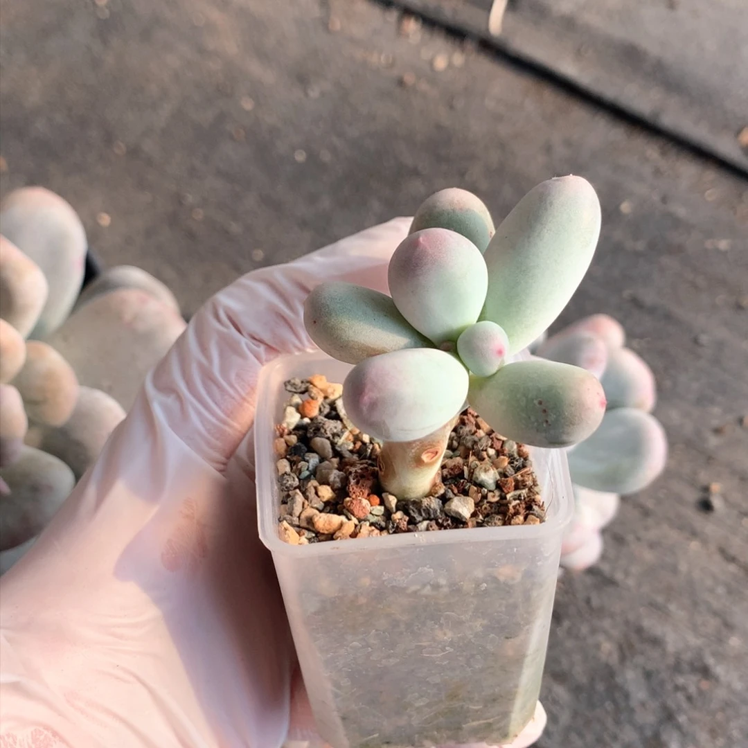 米可奶酪多肉 米可奶