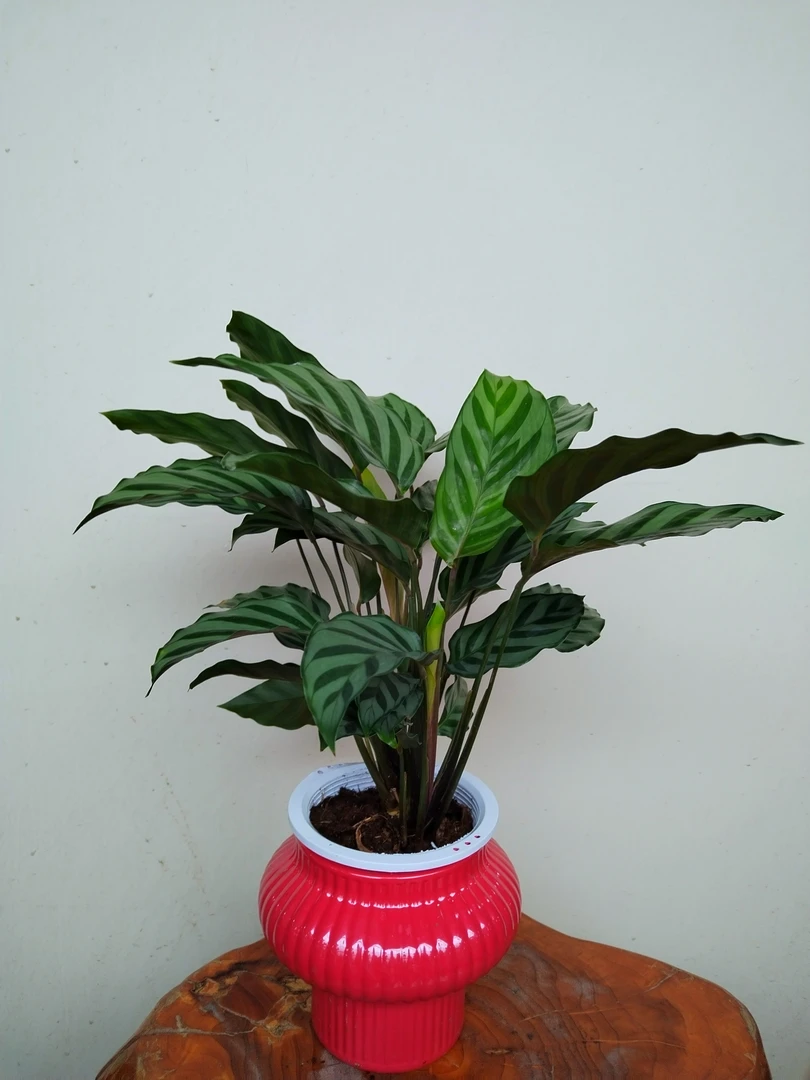 【抖音团购】翠叶竹芋—水培