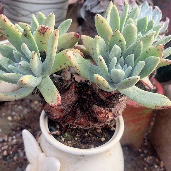 仙女杯多肉植物盆栽