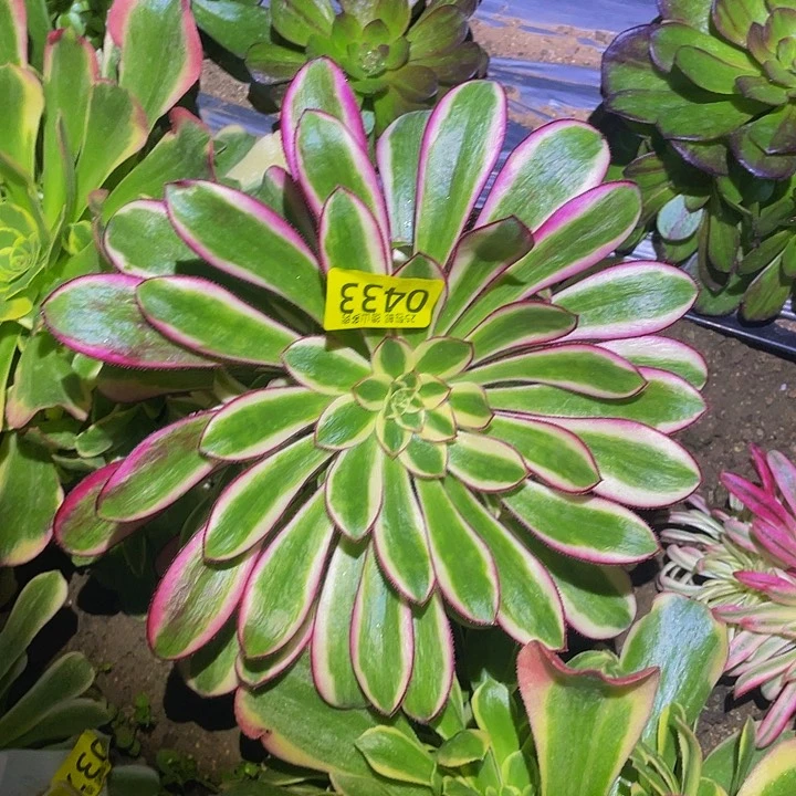 0433冰淇淋多肉植物