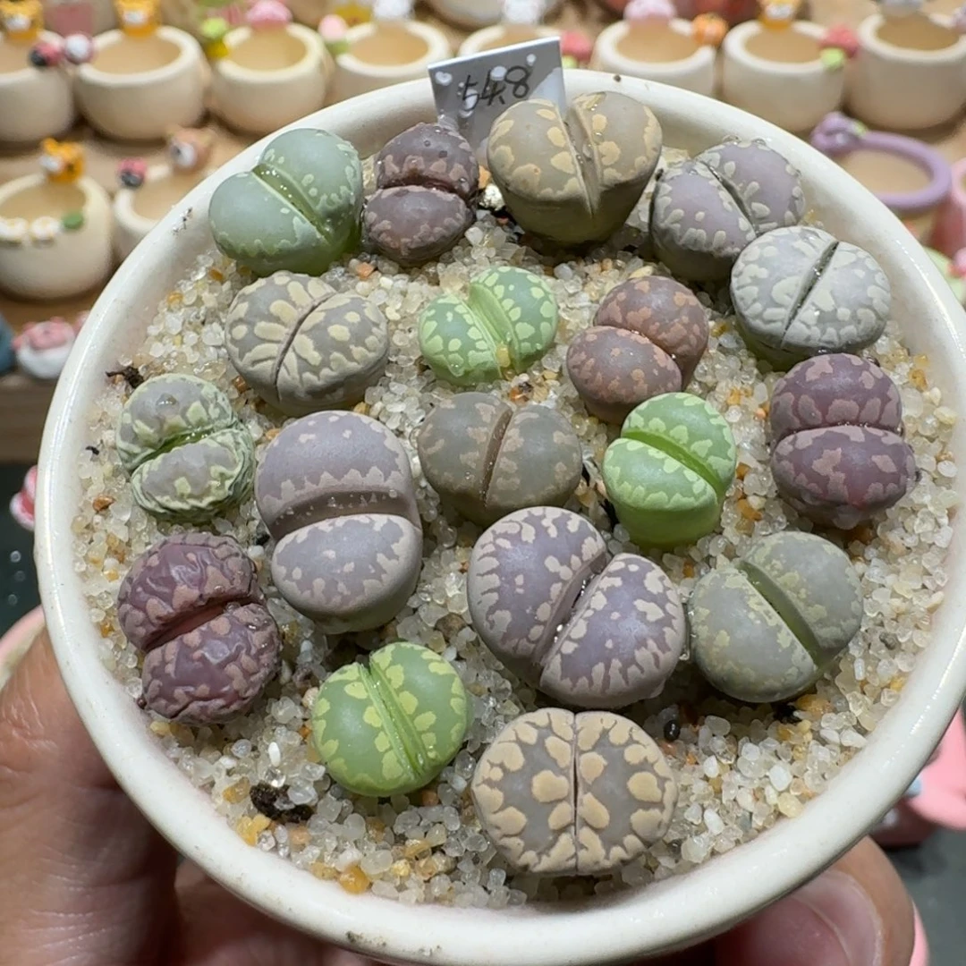 蘑菇1210大牙彩拼多肉植物
