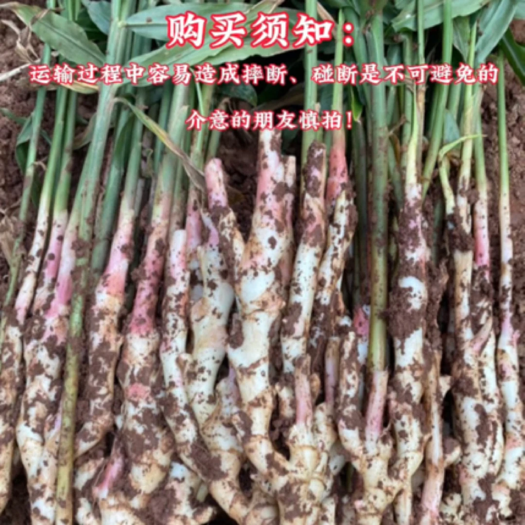 【四川自贡五宝镇】红芽竹根姜川姜（净含量4.5斤/8斤）现扯现发