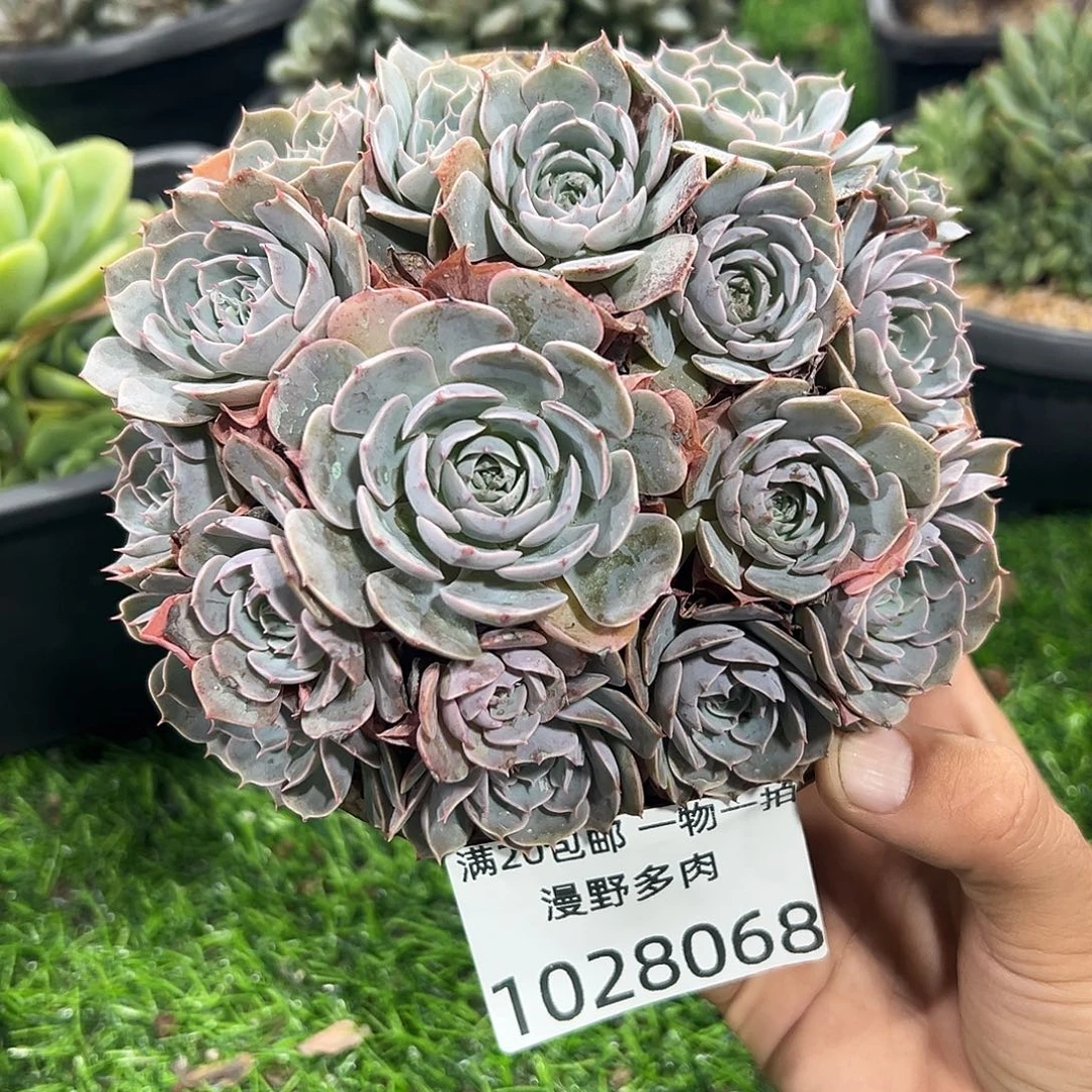 1028068 天赐群生无砍平头多头
