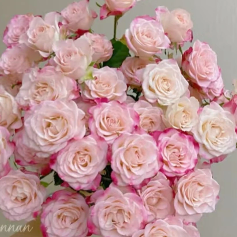 折射多头玫瑰10支   拍四件顺丰  两件中通