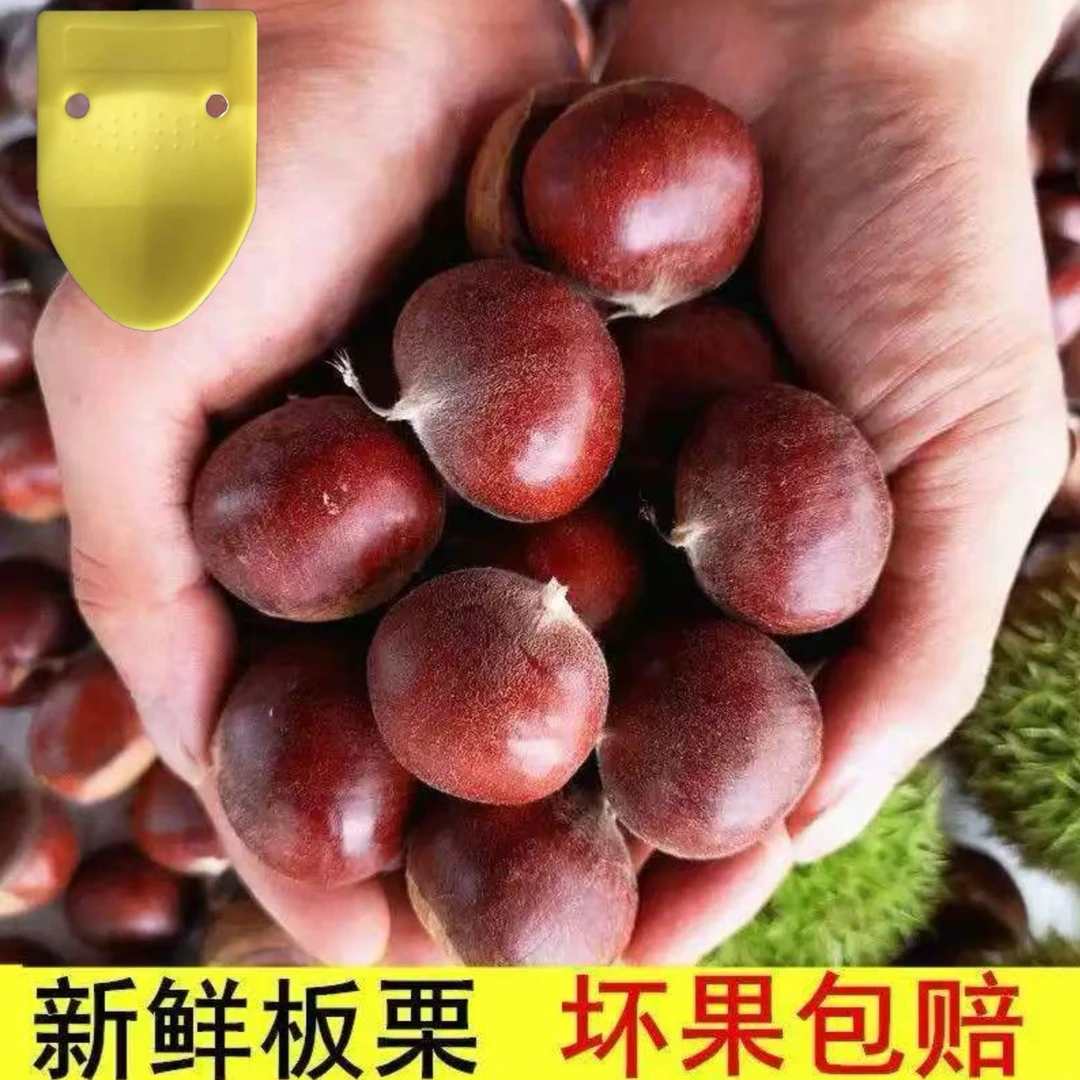 【买三斤送两斤】现摘现发老品种板栗香糯可口送栗爪