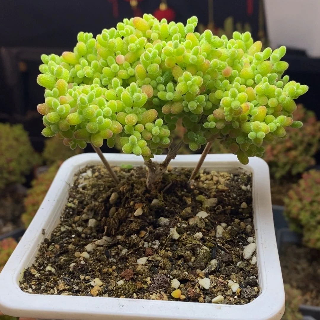 753号蜜橘糖球枝干多肉