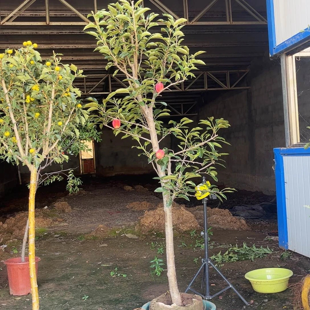 鸡心果一物一拍木架发货
