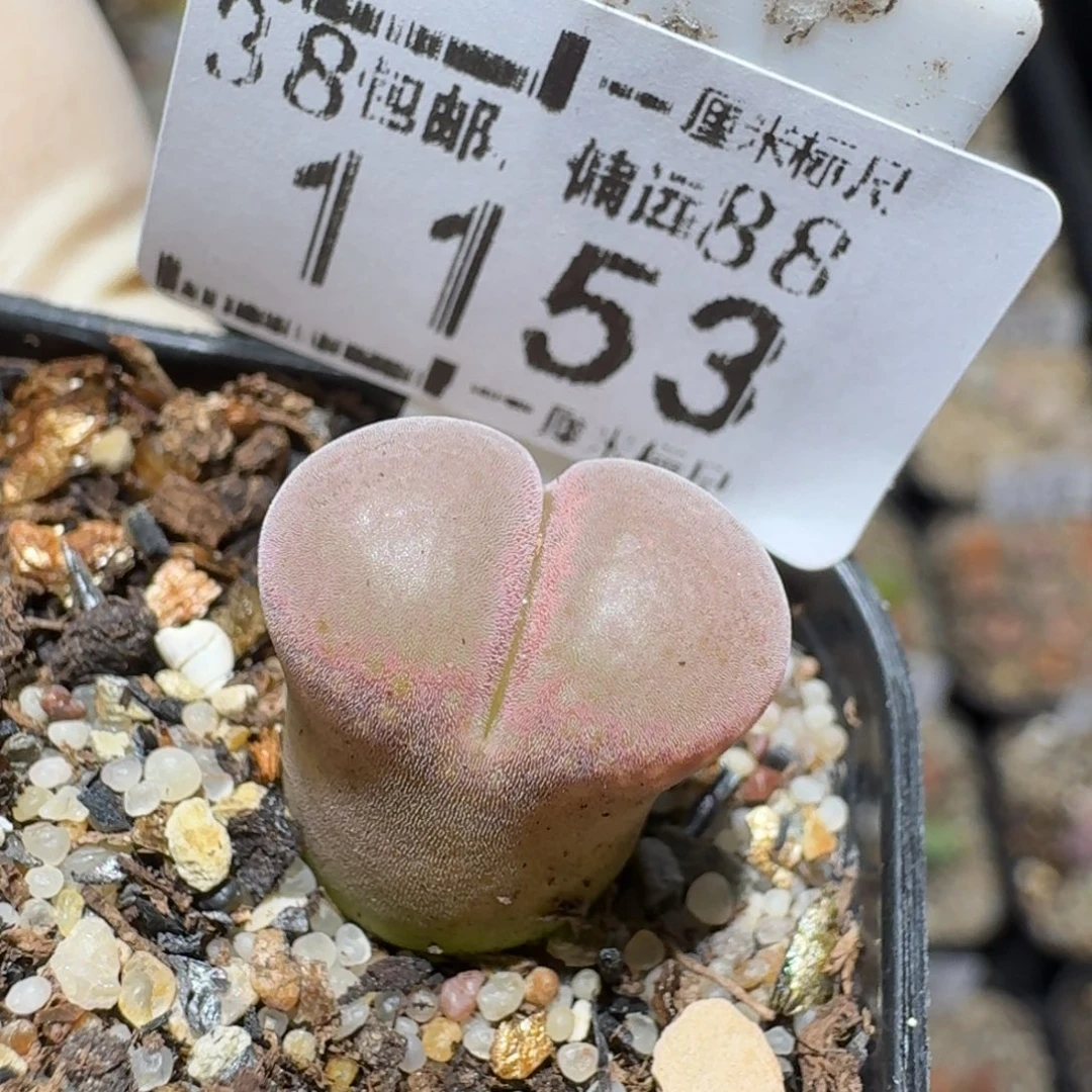 zzz生石花肉锥1153