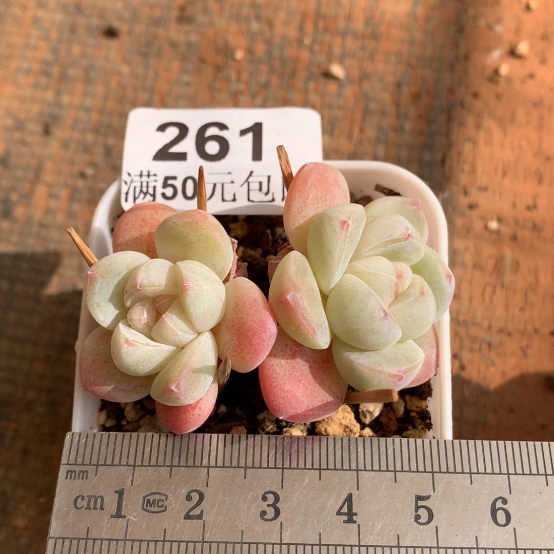 261双头带崽小树冰玉冠服5