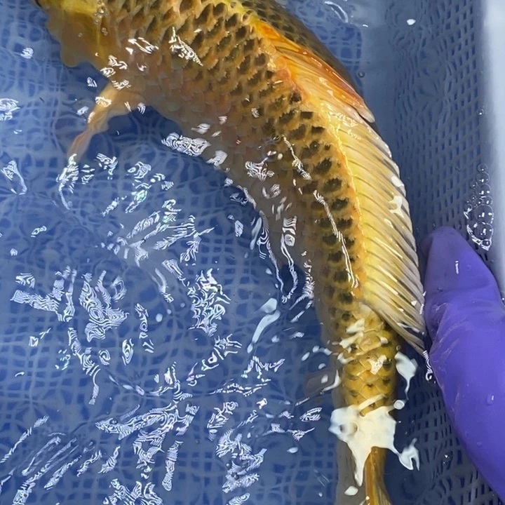 锦鲤冷水锦鲤（无开箱视频不售后）