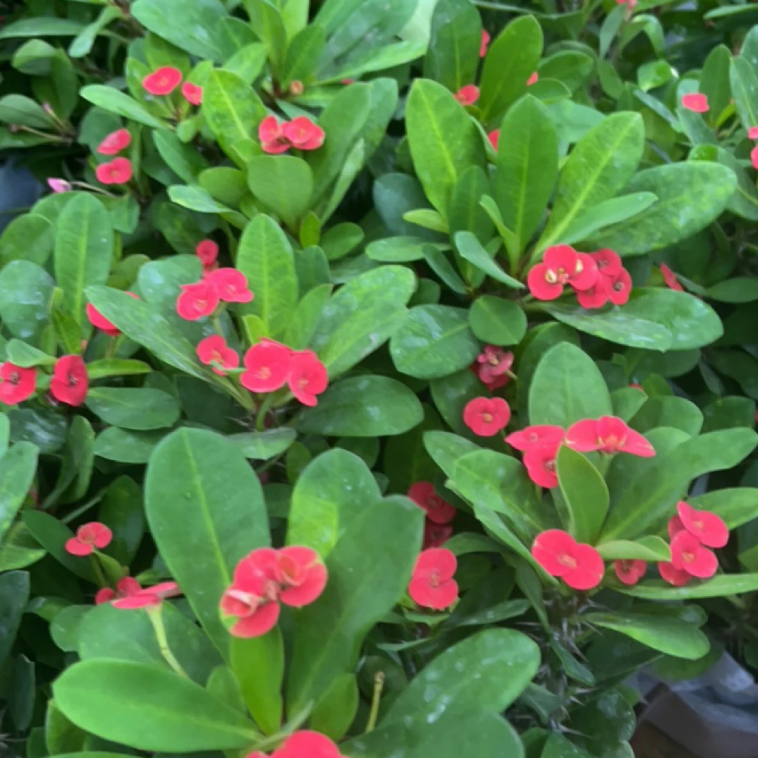 四季开花虎刺梅铁海棠室内阳台好养开花绿植净化空气