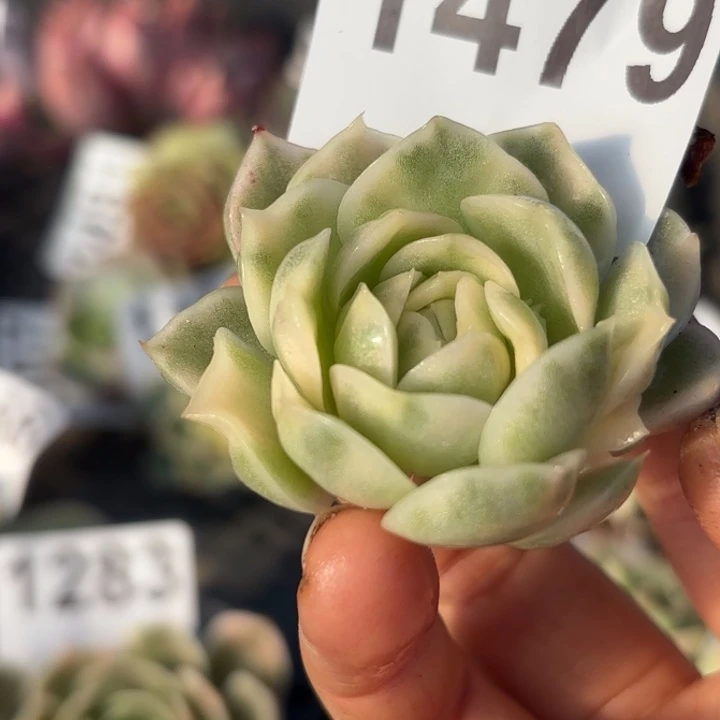 头盖锦多肉植物满18包邮当场凑单不满单隔天发顺丰到付