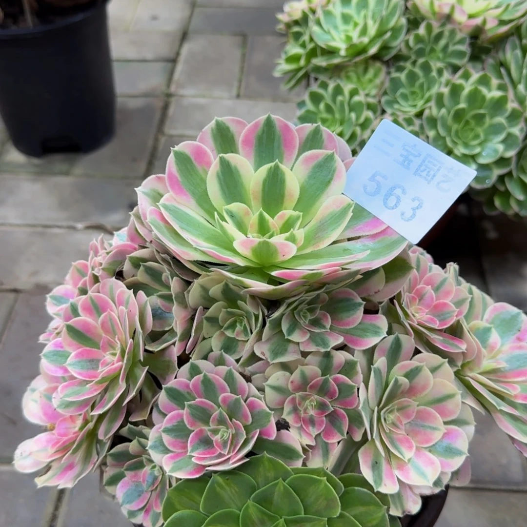 广***店多肉植物563粉女巫