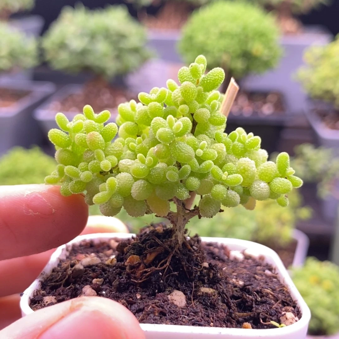 36蜜橘糖球。
