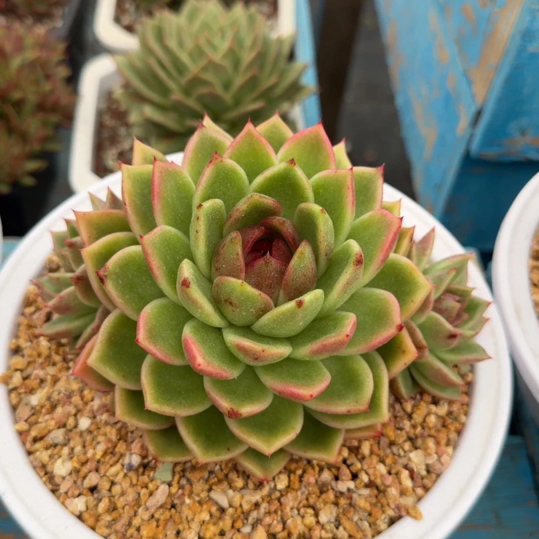 老板请下单，老板发财39