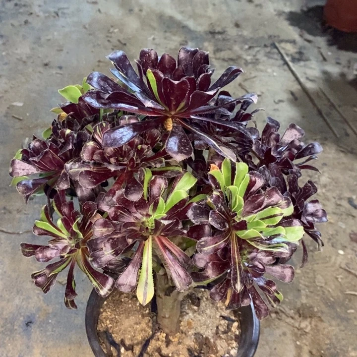 水墨丹青多肉植物25