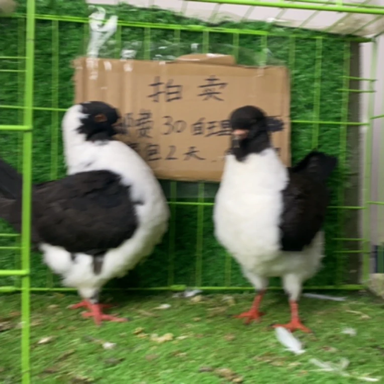 生鲜元宝鸽可食用