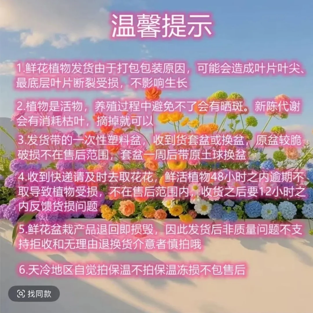 精品长寿花六盆六色组合，一物一拍，扣错手机号后四位随机发