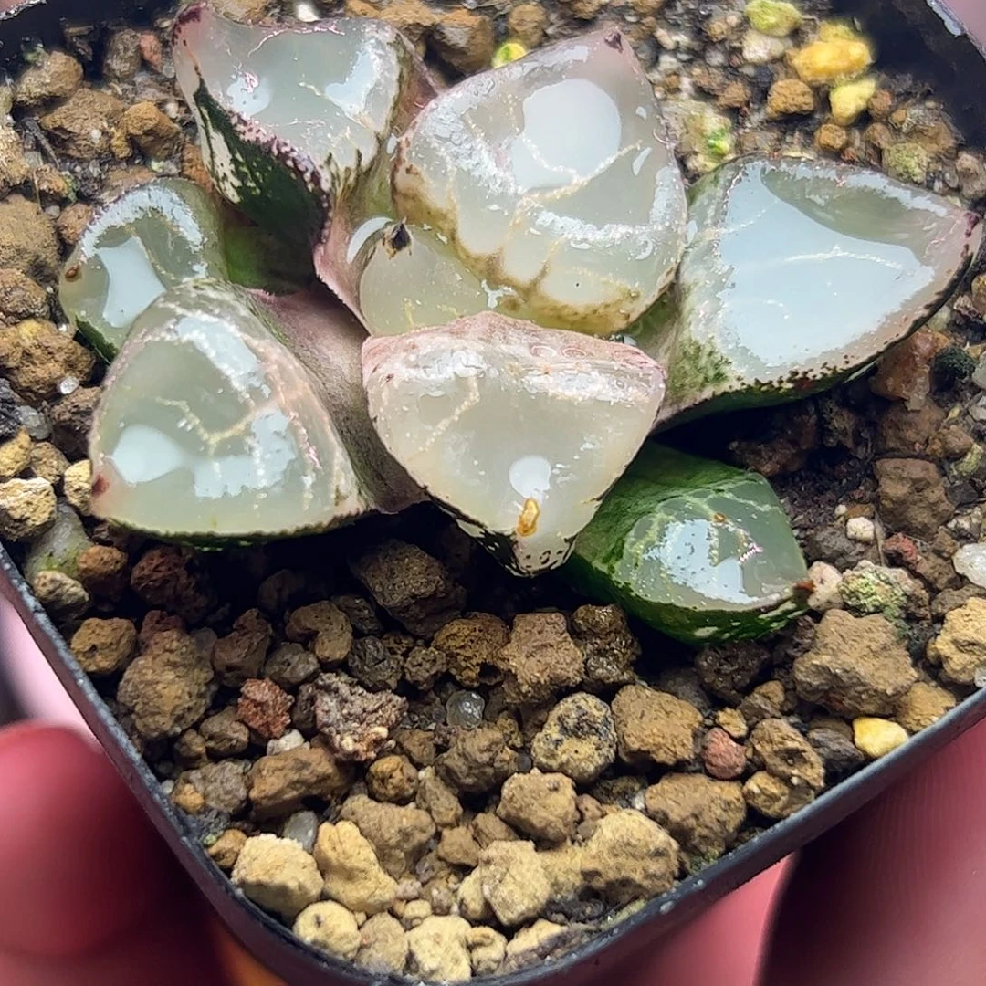 冰皇十二卷多肉植物