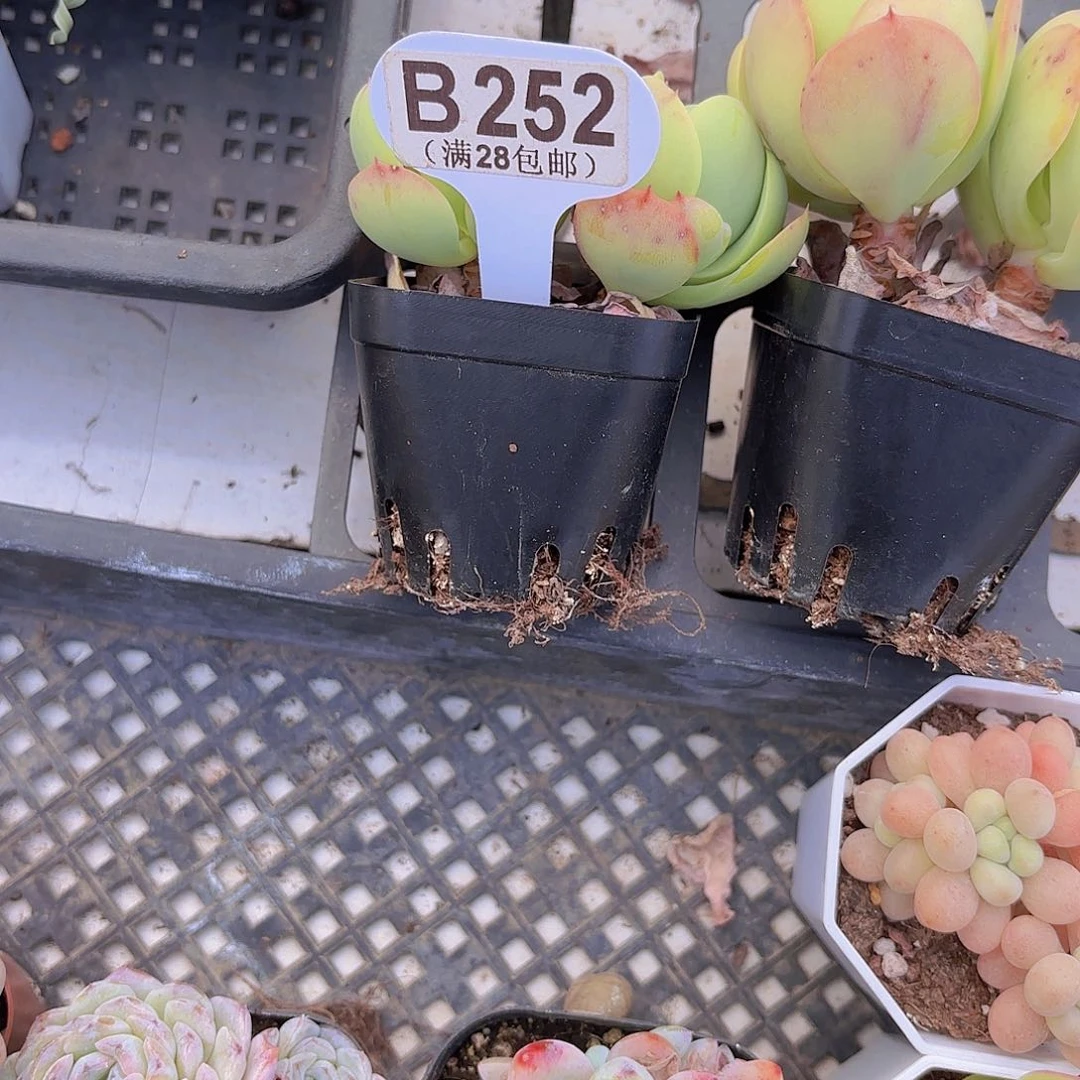 B252碧桃yi eu yi pai