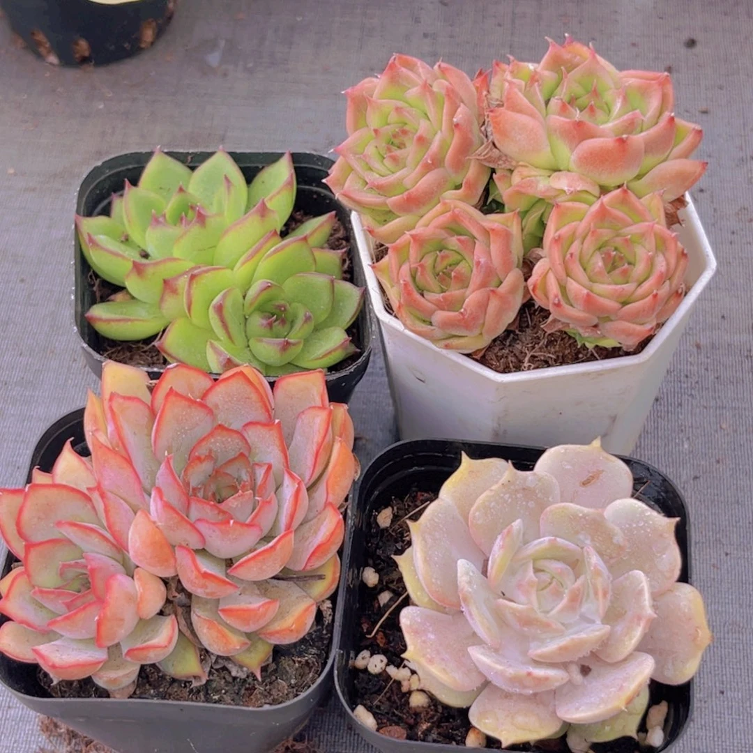 月亮石。 麦秆。菲欧娜。露娜莲