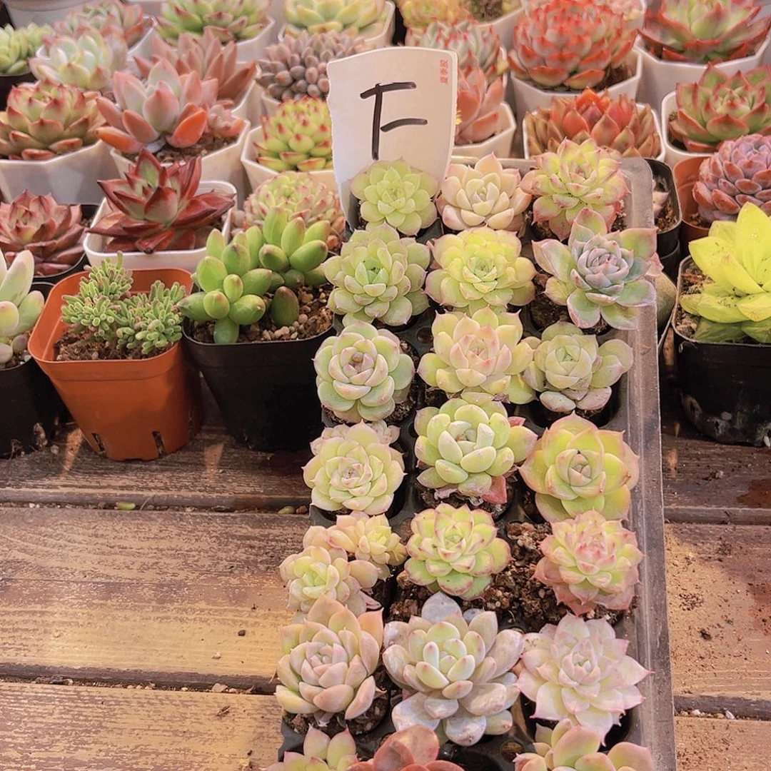 一物一拍F福利套餐