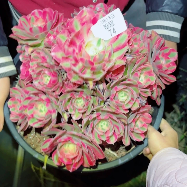 74 多肉法师5加仑