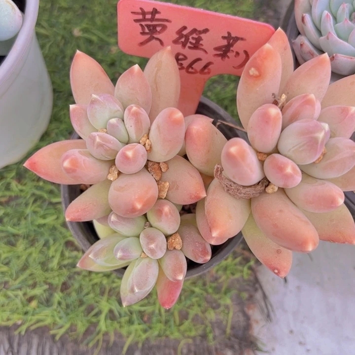 健健康康平平安安