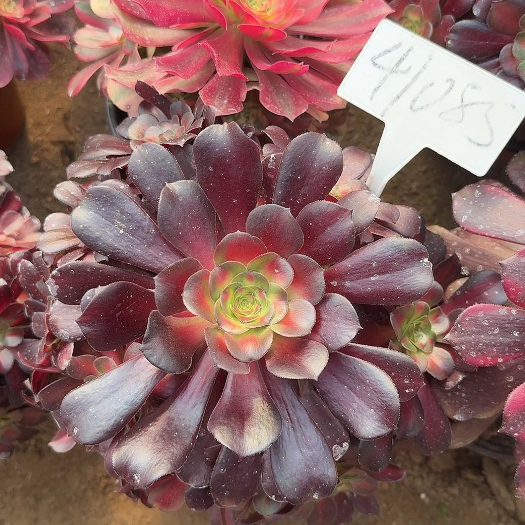 41085夕阳多肉法师多肉